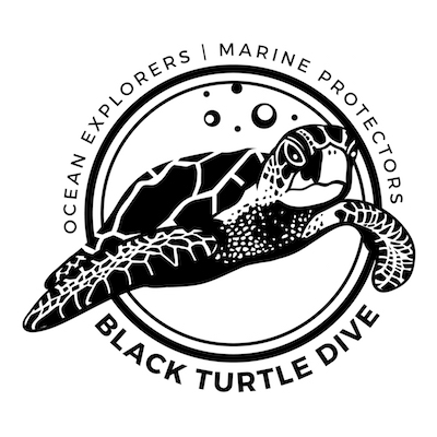 Shop : Black Turtle Dive