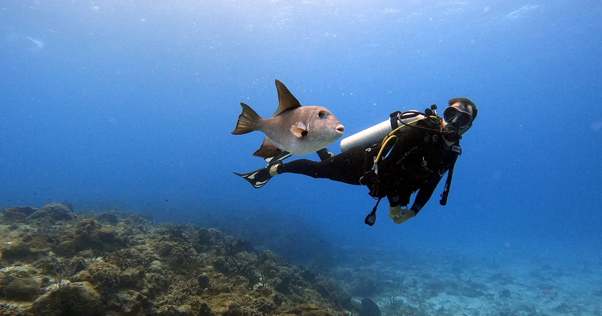 Eco-Friendly Diving : Protect the Ocean and Your Adventure
